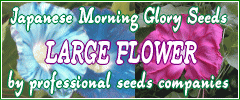 Japanese Morning Glory Seeds - Large Flower