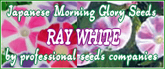 Japanese Morning Glory Seeds - Ray White YOJIRO