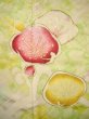 Photo6: H1025D Used Japanese Kimono  Light Yellow FURISODE long-sleeved / Silk. UME plum bloom  (Grade C) (6)
