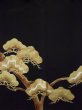 Photo5: L0204F Used Japanese women  Black TOMESODE formal / Silk. Pine tree/branch/needle   (Grade B) (5)