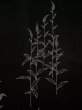 Photo6: L0420P Used Japanese women  Black HAORI short jacket / Silk. Chrysanthemum,   (Grade B) (6)
