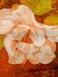 Photo6: Mint L1201W Used Japanese women  Orange KOMON dyed / Silk. Rose,   (Grade A) (6)