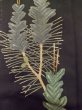 Photo7: M0328D Used Japanese women  Black TOMESODE formal / Silk. Pine tree/branch/needle padding in the hem  (Grade D) (7)