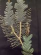 Photo7: M0328D Used Japanese women  Black TOMESODE formal / Silk. Pine tree/branch/needle padding in the hem  (Grade D) (7)
