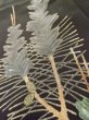 Photo10: M0328D Used Japanese women  Black TOMESODE formal / Silk. Pine tree/branch/needle padding in the hem  (Grade D) (10)