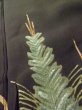 Photo11: M0328D Used Japanese women  Black TOMESODE formal / Silk. Pine tree/branch/needle padding in the hem  (Grade D) (11)