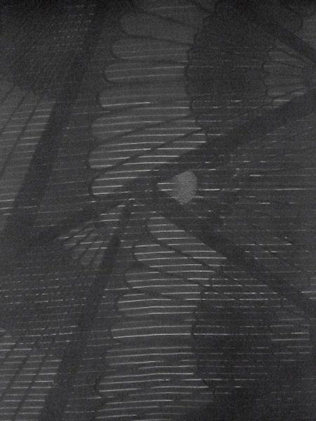 Photo3: M0525W Vintage Japanese Kimono   Black NAGOYA OBI sash Chrysanthemum Silk. (Grade A) (3)