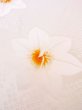 Photo8: Mint M1003H Used Japanese women  Light Pink JUBAN undergarment / Silk. Flower   (Grade A) (8)