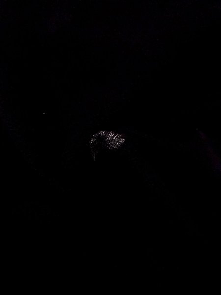 Photo12: N0920F Vintage Japanese women   Black HAORI short jacket / Silk. Leaf   (Grade A) (12)