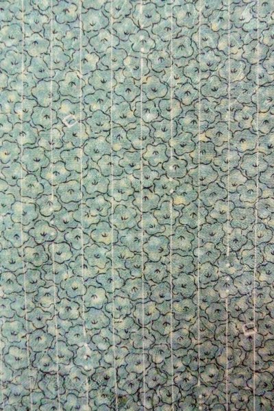 Photo6: O0419G Vintage Japanese kimono Pale Greenish Light Blue KOMON dyed for women / Silk. Flower,   (Grade C) (6)