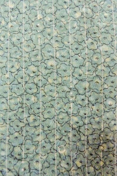 Photo7: O0419G Vintage Japanese kimono Pale Greenish Light Blue KOMON dyed for women / Silk. Flower,   (Grade C) (7)