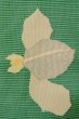 Photo6: O0528H Vintage Japanese Kimono  Vivid Green  NAGOYA OBI sash Iris Linen. (Grade C) (6)