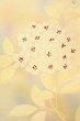 Photo6: O0607A Vintage Japanese Kimono   Ivory  NAGOYA OBI sash Flower Silk. (Grade B) (6)