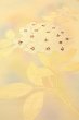 Photo9: O0607A Vintage Japanese Kimono   Ivory  NAGOYA OBI sash Flower Silk. (Grade B) (9)