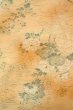 Photo3: O0711A Used Japanese kimono  Pale Orange TSUMUGI pongee for women / Silk. Peony,   (Grade B) (3)