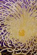 Photo5: P0206I Vintage Japanese Kimono  Vivid Purple  FUKURO OBI sash Chrysanthemum Silk. (Grade B) (5)