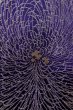 Photo5: P0225A Antique Japanese kimono Dark Purple ORI woven for women / Silk. Chrysanthemum (Grade B) (5)