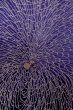 Photo6: P0225A Antique Japanese kimono Dark Purple ORI woven for women / Silk. Chrysanthemum (Grade B) (6)