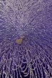 Photo8: P0225A Antique Japanese kimono Dark Purple ORI woven for women / Silk. Chrysanthemum (Grade B) (8)