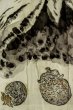 Photo9: P0526O Vintage Japanese kimono Dark Blue OSHIMA-TSUMUGI for men / Silk. Mt. Fuji, Mt. Fuji, a hawk, and an eggplant motif (Japan's luckiest dream sequence) (Grade B) (9)