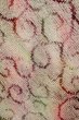 Photo4: Mint P0526U Used Japanese kimono Light Pink HAORI short jacket for women / Silk. Swirl (Grade A) (4)
