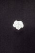 Photo3: Mint P0902B Vintage Japanese kimono Black MONTSUKI crests for women / Silk. (Grade A) (3)