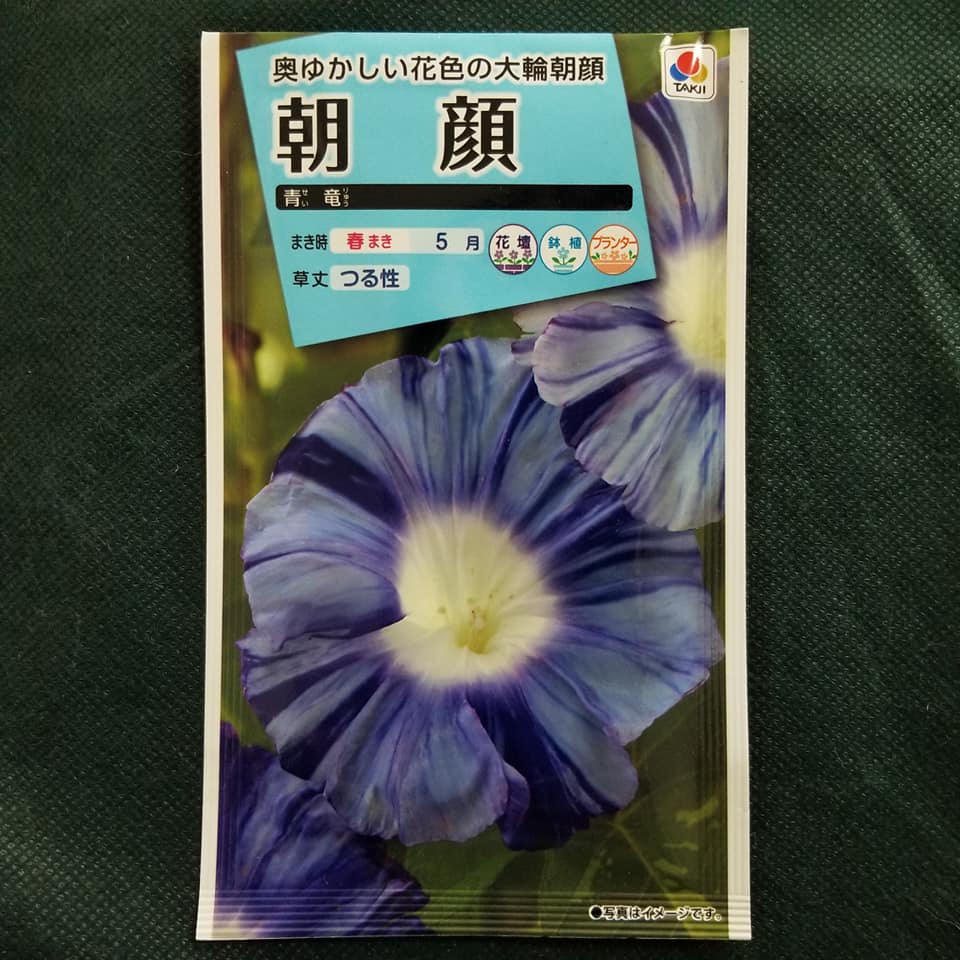 Seiryu Japanese Morning Glory Seeds Kimonoya Japan Seiryu Japanese Morning Glory Seeds Kimonoya Japan